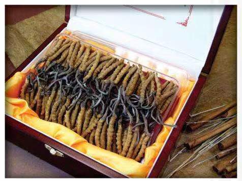 南圣镇冬虫夏草回收